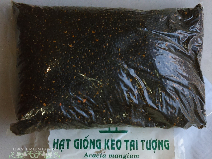 HẠT KEO TAI TƯỢNG